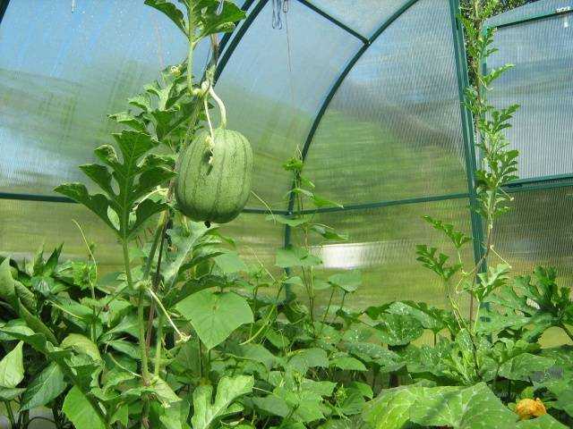 Арбузы в теплице: как получить небывалый урожай полосатой ягоды