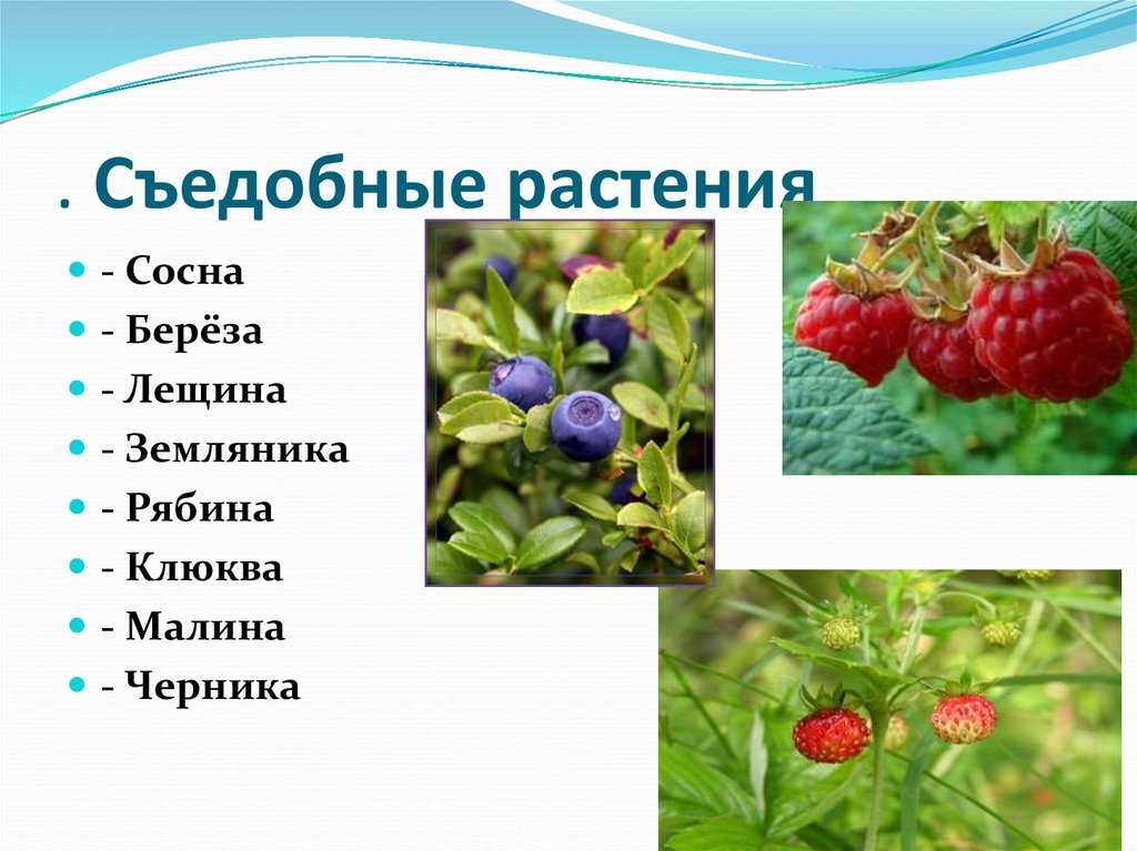 Волчьи ягоды: польза и вред, фото и описание ядовитого кустарника и плодов