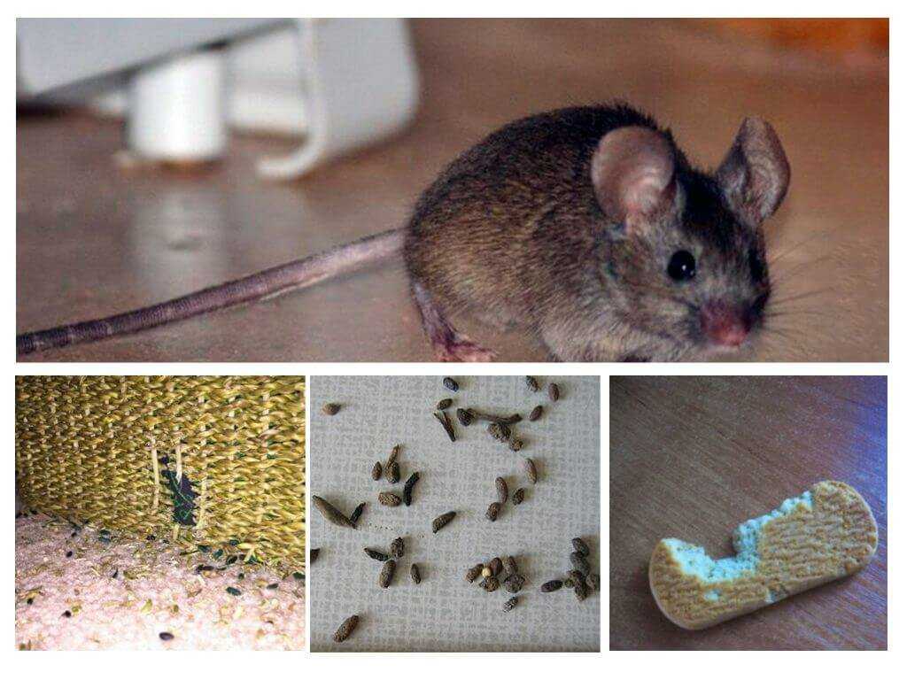 Как навсегда избавиться от мышей на даче: чем отпугнуть, народные и химические средства, ловушки