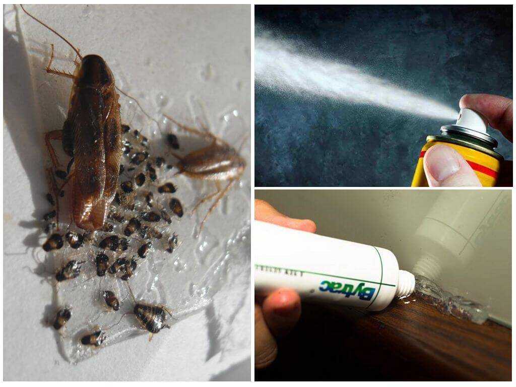 Как избавиться от тараканов в доме самый эффективный способ