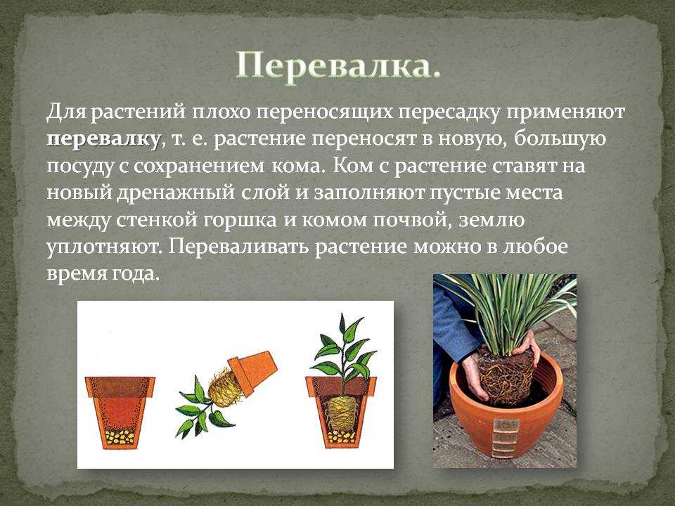 Болезнь растения | справочник пестициды.ru