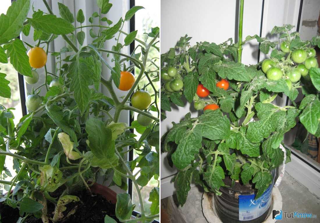 Как на подоконнике вырастить огурцы: выращивание лучших сортов дома зимой, фото и видео как можно посадить овощи