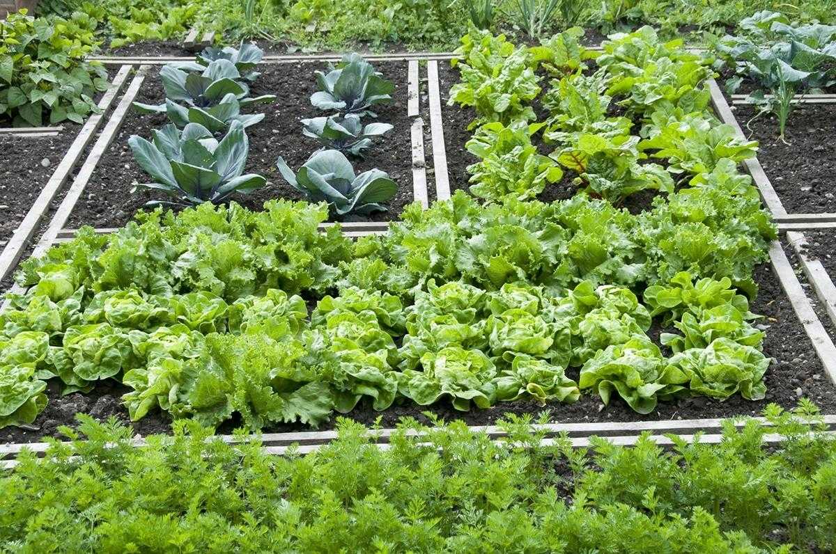 Что можно сажать на даче в августе: сорта овощей и зелени для посадки в августе