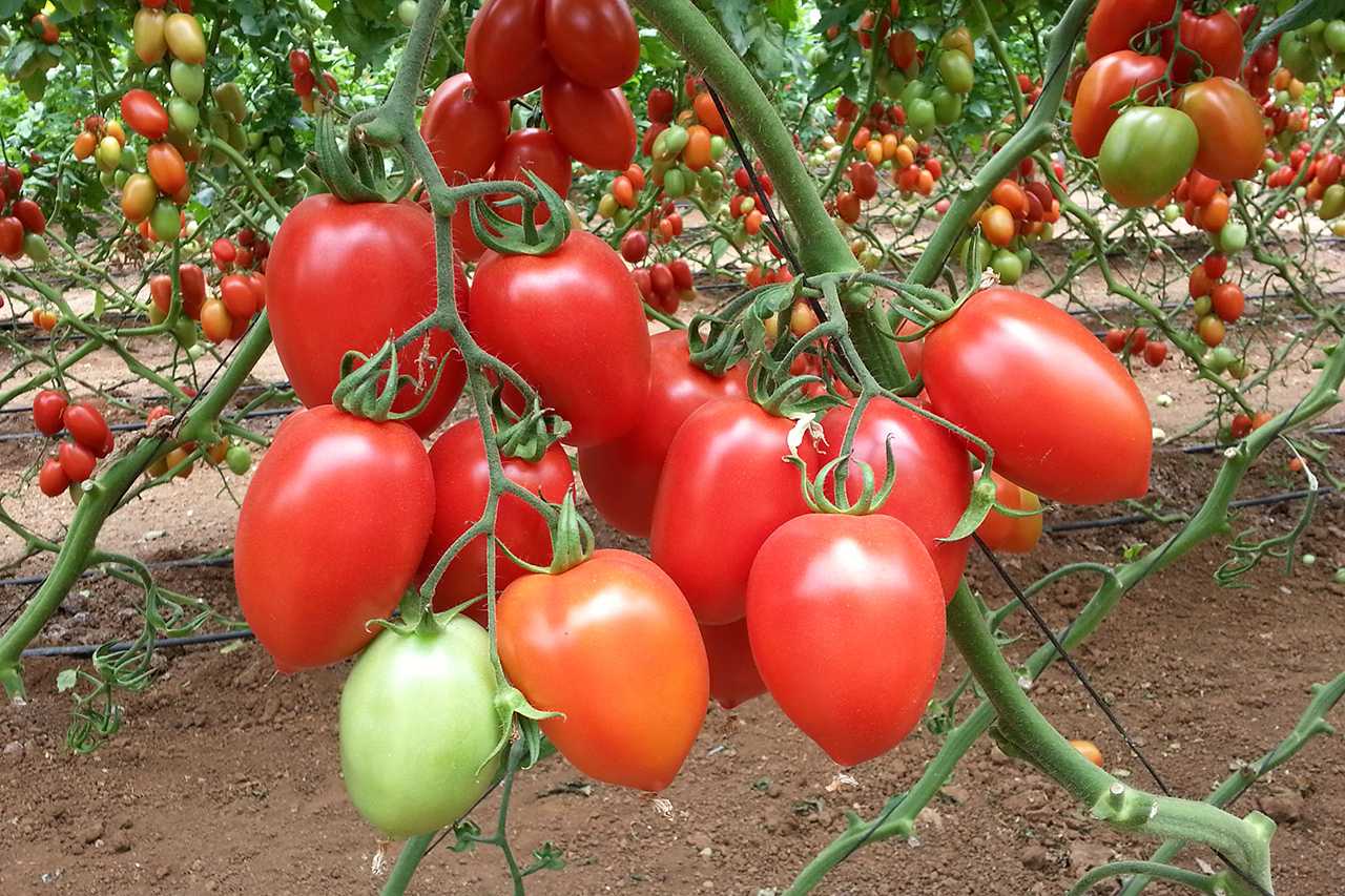 Лучшие сорта помидоров для теплицы: на что обратить внимание, чтобы не ошибиться в выборе Перечень лучших сортов