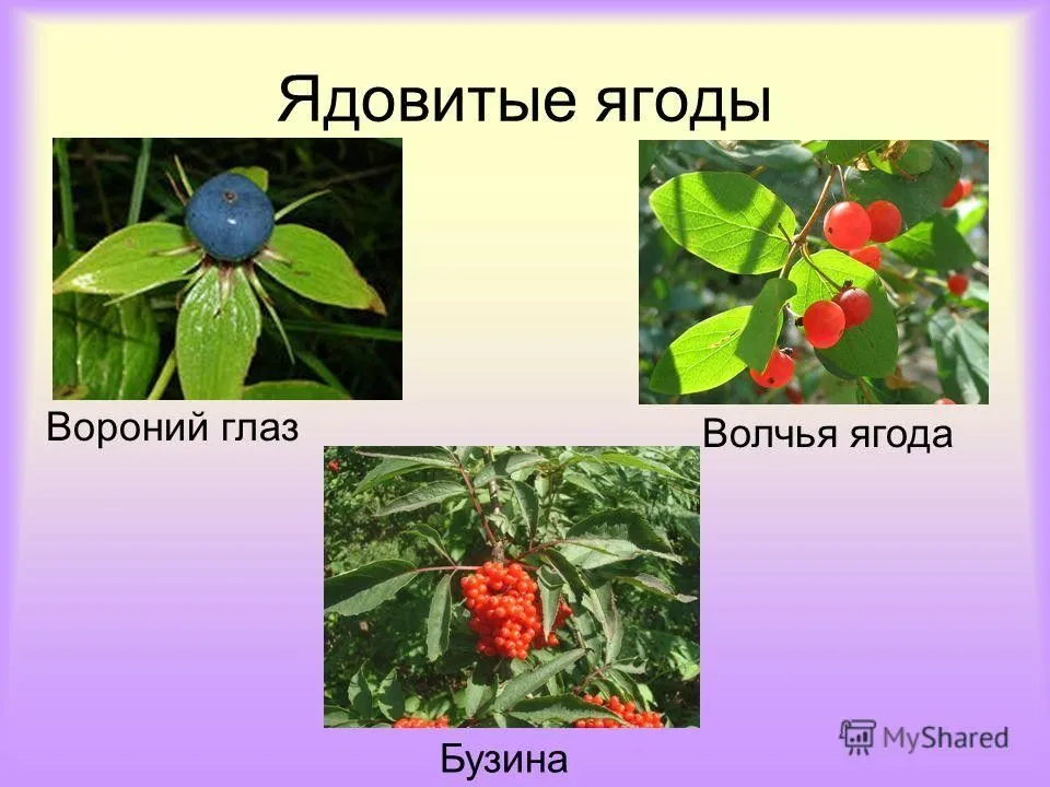 Ядовитые ягоды россии - фото и описание с названиями