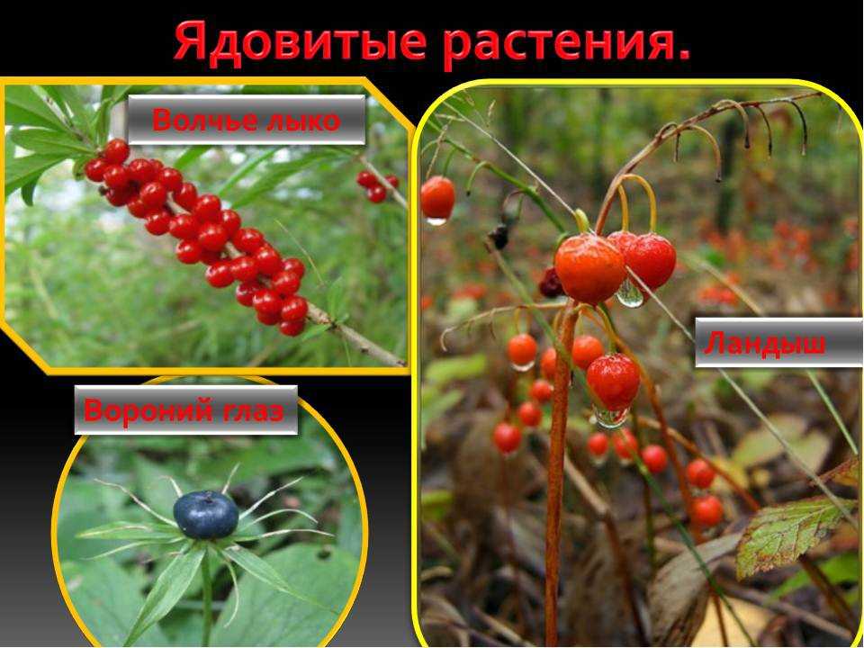Ядовитые ягоды: фото и названия - pohod-lifehack.ru