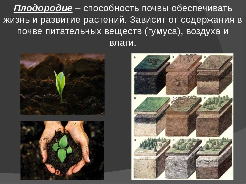 Как улучшить состав почвы, ее плодородие на садовом участке и в огороде