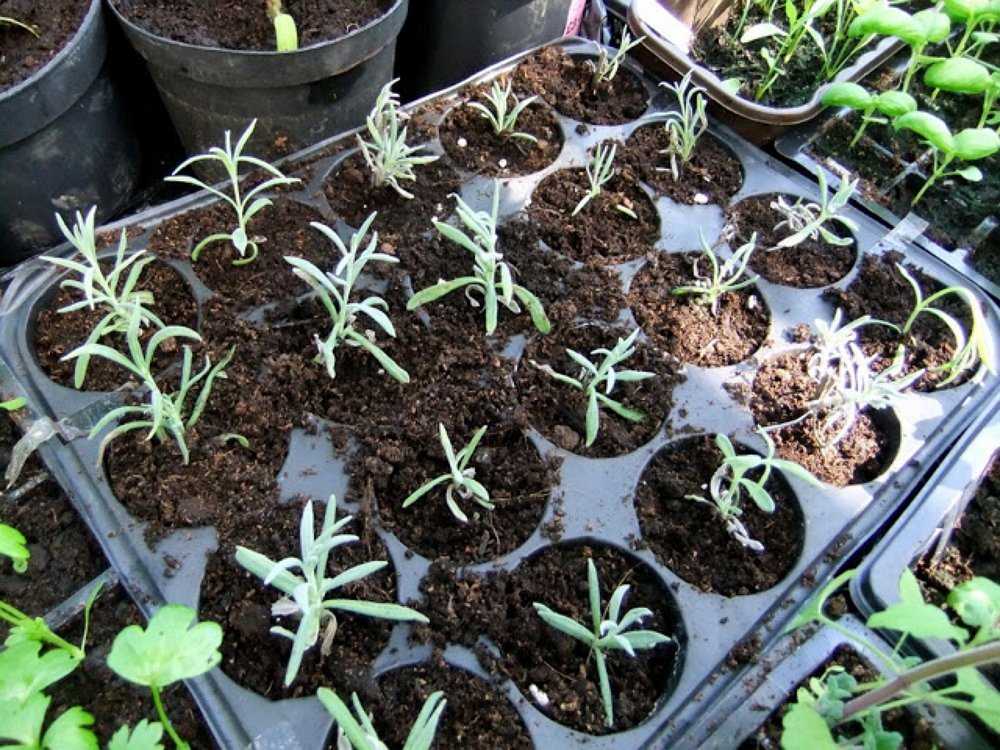 Как посадить лаванду семенами. пошаговая инструкция и советы