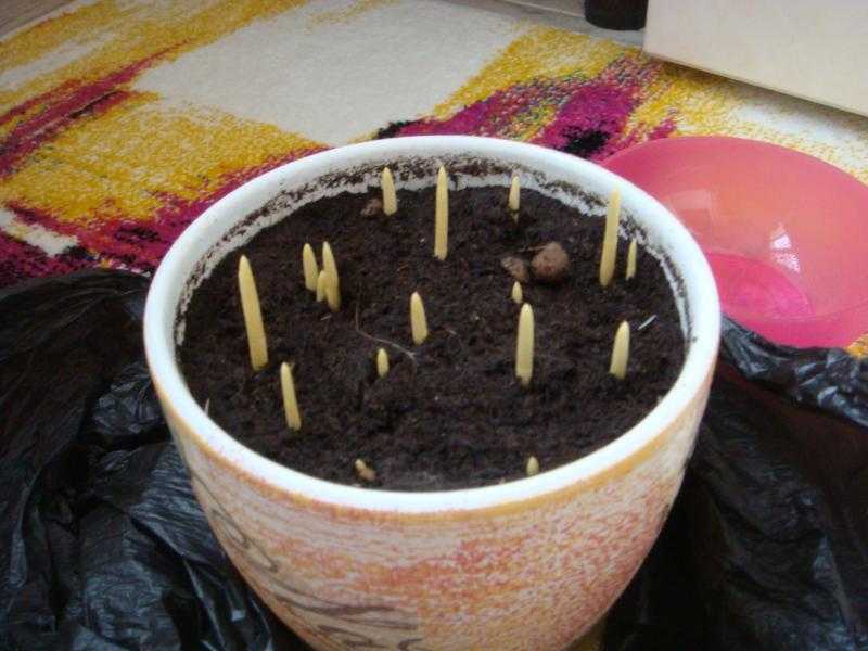 Как прорастить семена – пошаговая инструкция