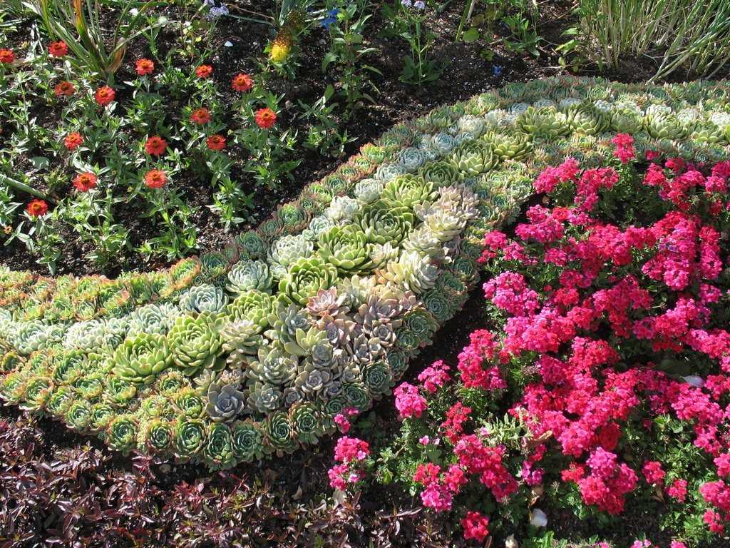 Растения для рокария — фото с названиями, принцип подбора хвойников, кустарников, многолетних цветов