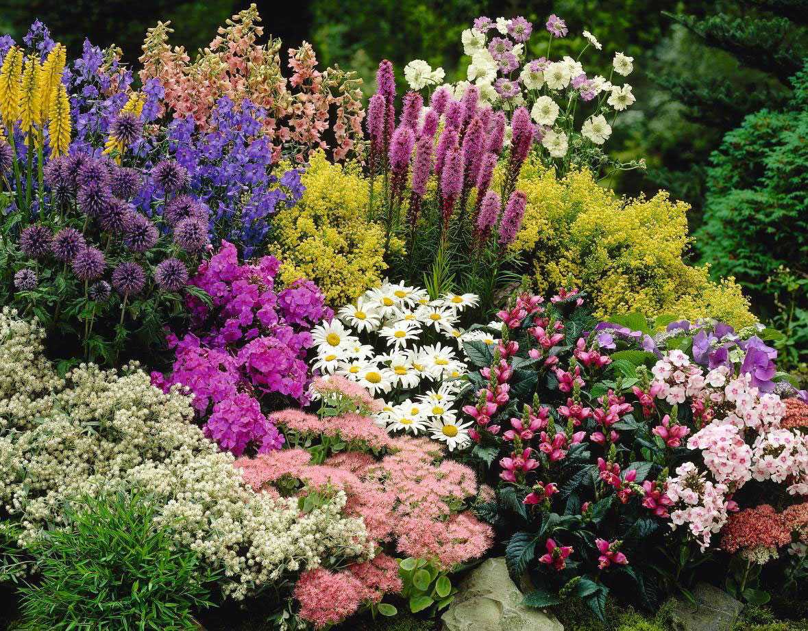 Цветущие многолетники для подмосковья: фото с названиями, почвопокровные, редкие, зимостойкие кустарники, медоносы