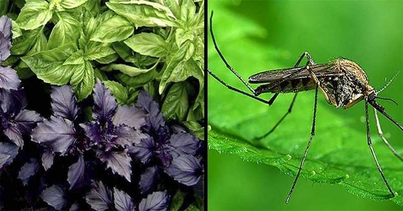Забудьте о комарах: какие растения посадить, чтобы избавиться от комаров на даче. растения отпугивающие комаров и мошек