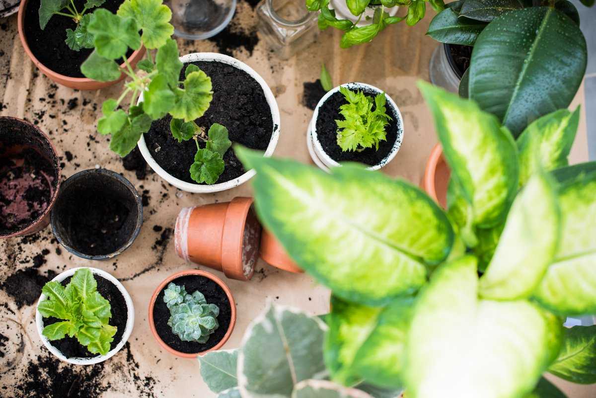 Как летом ухаживать за комнатными растениями?