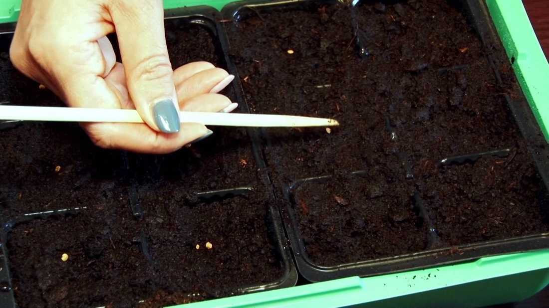 Как быстро прорастить семена перца на рассаду дома пошагово: 8 способов проращивания