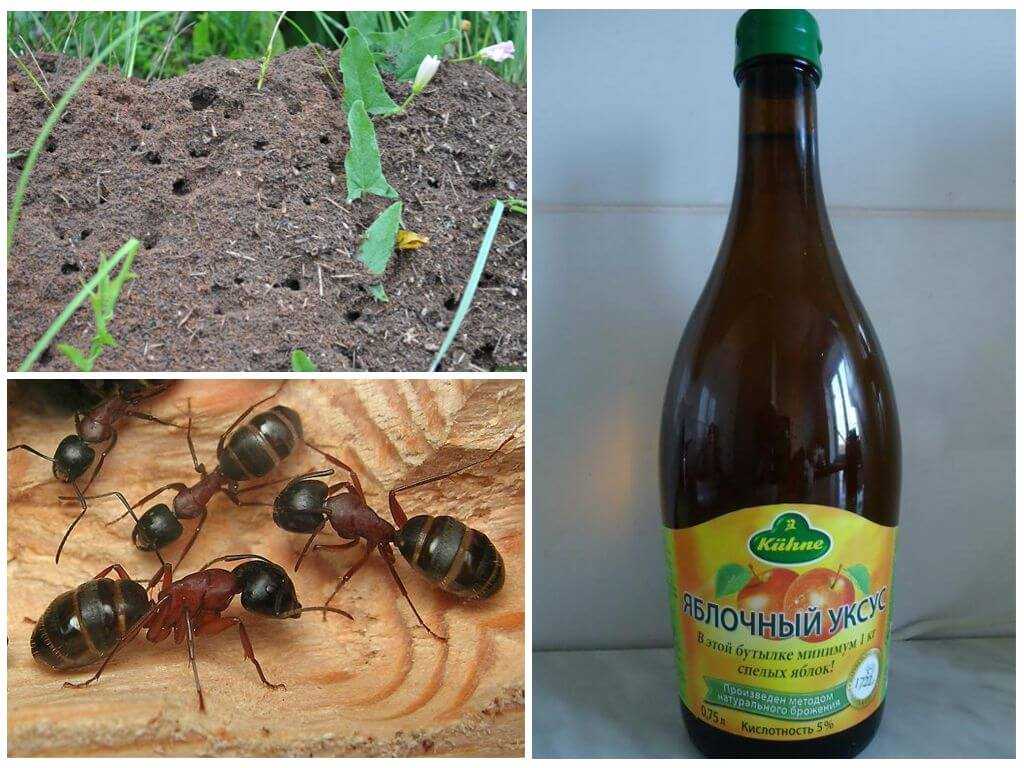 Как избавиться от рыжих муравьев дома, в огороде и в саду Подборка эффективных методик и средств