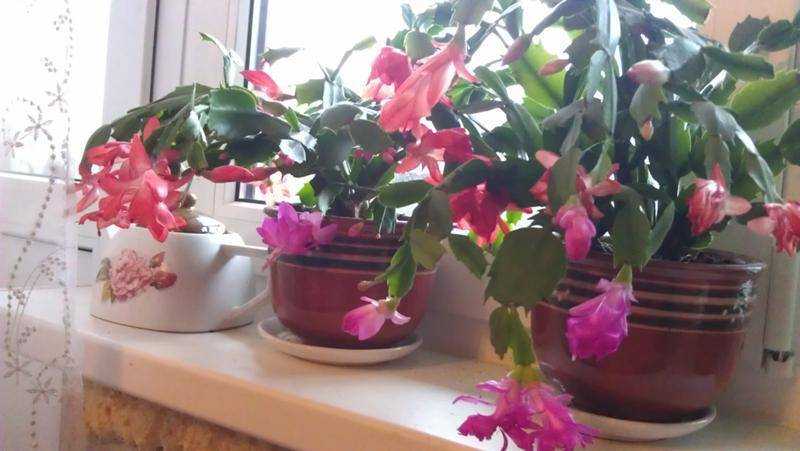 Цветок декабрист: уход в домашних условиях, пересадка, приметы и суеверия - lifeflower