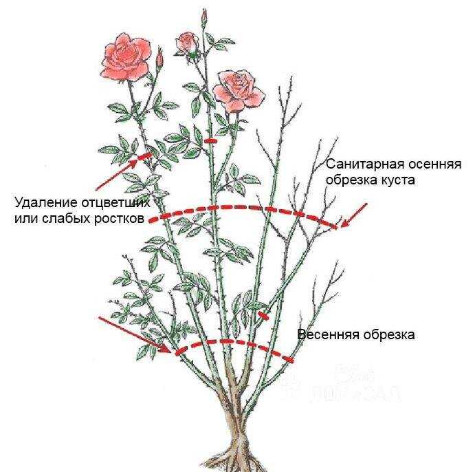 Причины перерождения розы в шиповник