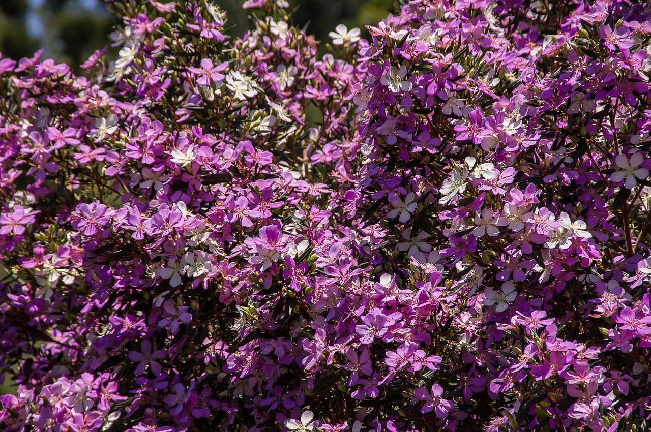 Фиолетовый кустарник название и фото и описание