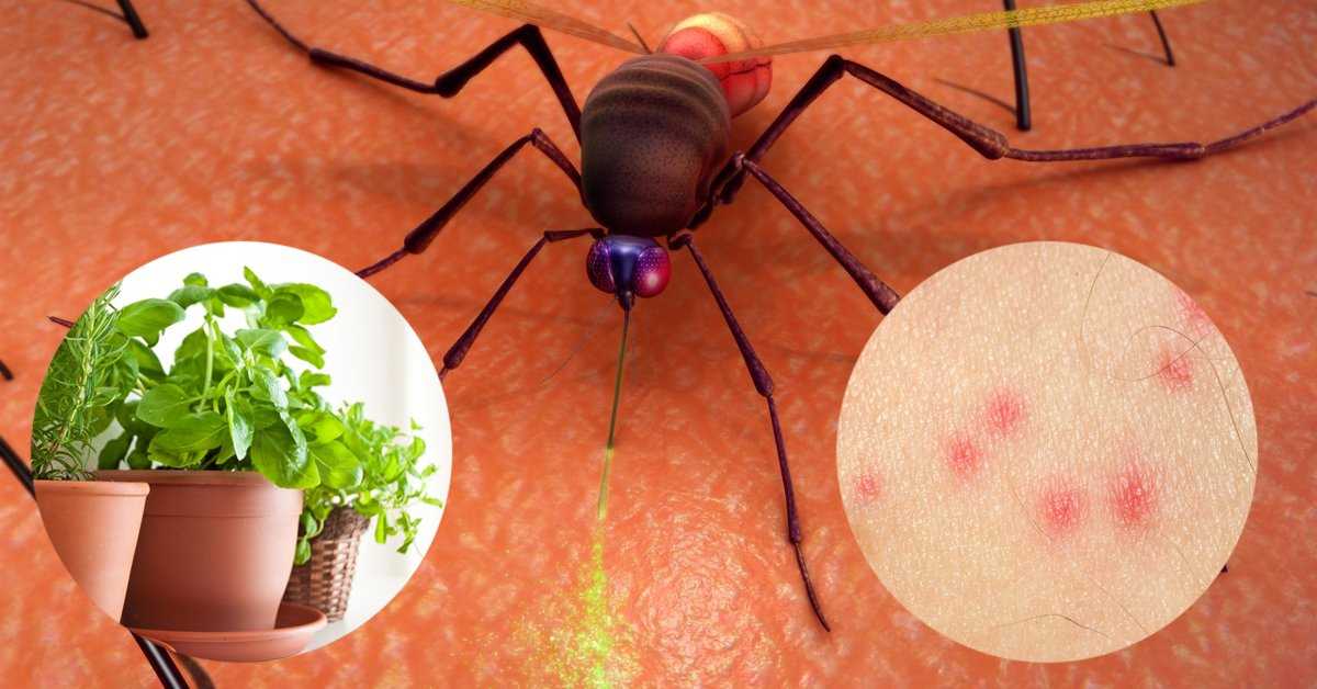 14 растений, отпугивающих комаров и других назойливых насекомых