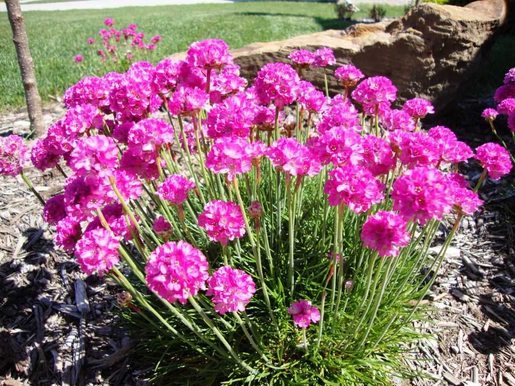Весенние цветы: фото (25 шт) и названия растений для сада, клумбы, букета