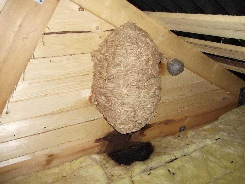 Как избавиться от осиного гнезда в доме и на даче: химические средства, народные способы борьбы, механический метод