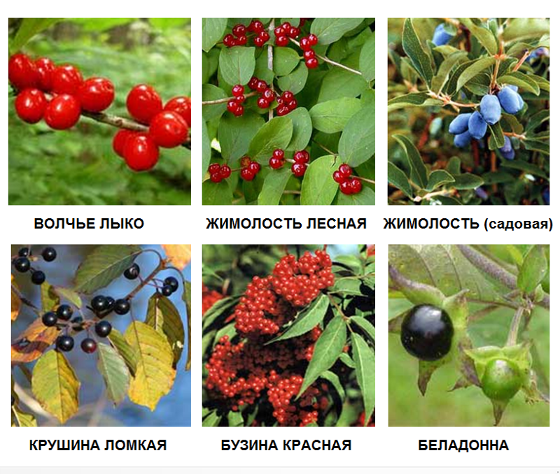 Ядовитые ягоды: список и описание несъедобных и опасных плодов в россии
