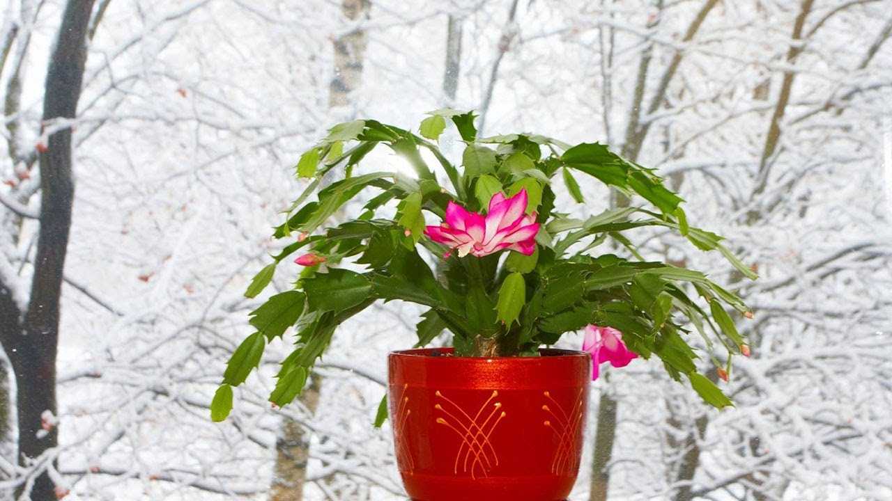 Комнатных растений, которые цветут даже зимой