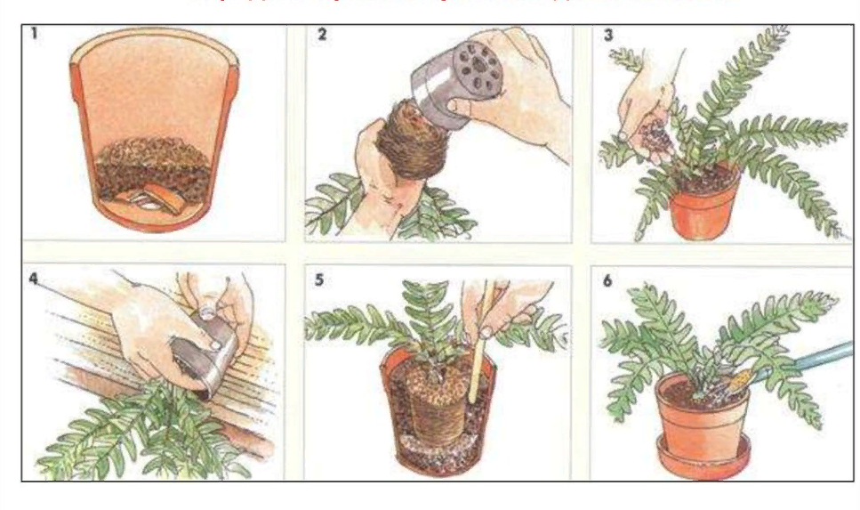 Пересадка комнатных цветов: когда можно проводить процедуру, как правильно пересаживать; дальнейший уход за домашним растением