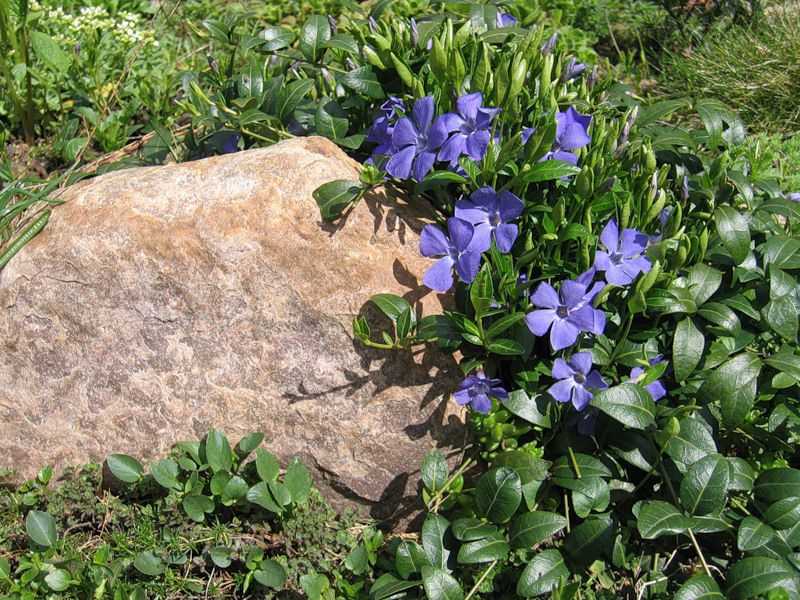 Барвинок: посадка и уход в открытом грунте, фото цветка