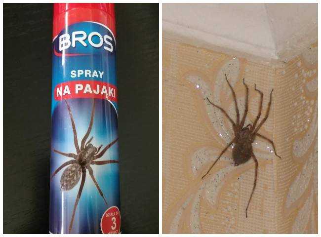 Как избавиться в доме от пауков - народными средствами навсегда и профилактика
