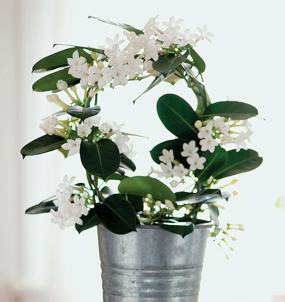Что такое гардения - комнатный цветок пион или кустарник: описание, уход растениями, размножение, болезни, фото