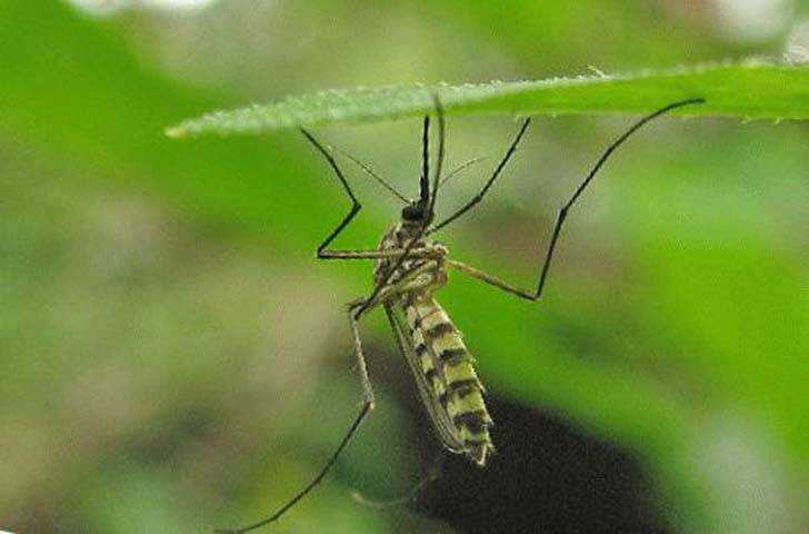 Растения от комаров - какие травы можно посадить в саду и дома
растения от комаров - какие травы можно посадить в саду и дома
    adblockrecovery.ru