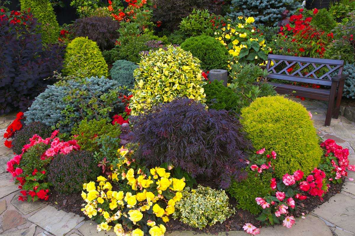 Цветущие кустарники — украшение усадьбы
