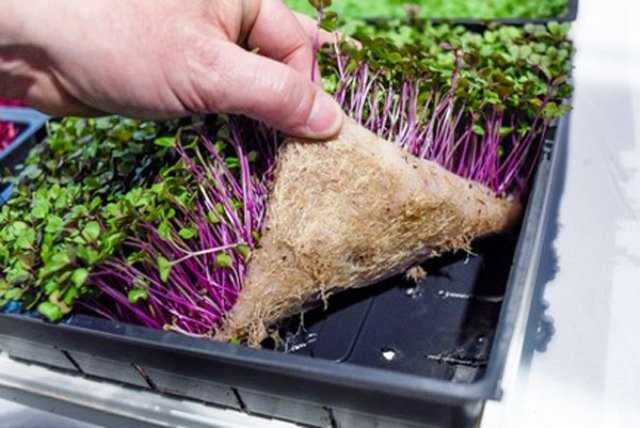 Выращивание микрозелени в домашних условиях: выбор растений и способы для новичков