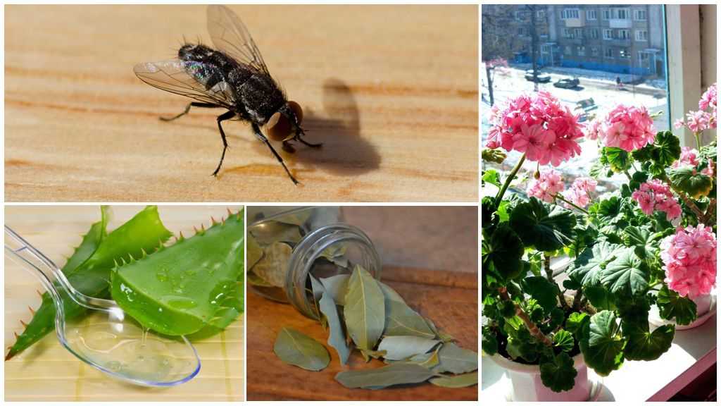Растения, отпугивающие комаров и правила их применения дома