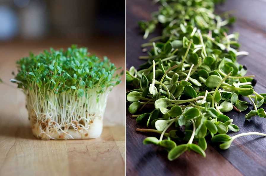 Выращивание микрозелени: 4 способа, пошаговые инструкции, советы