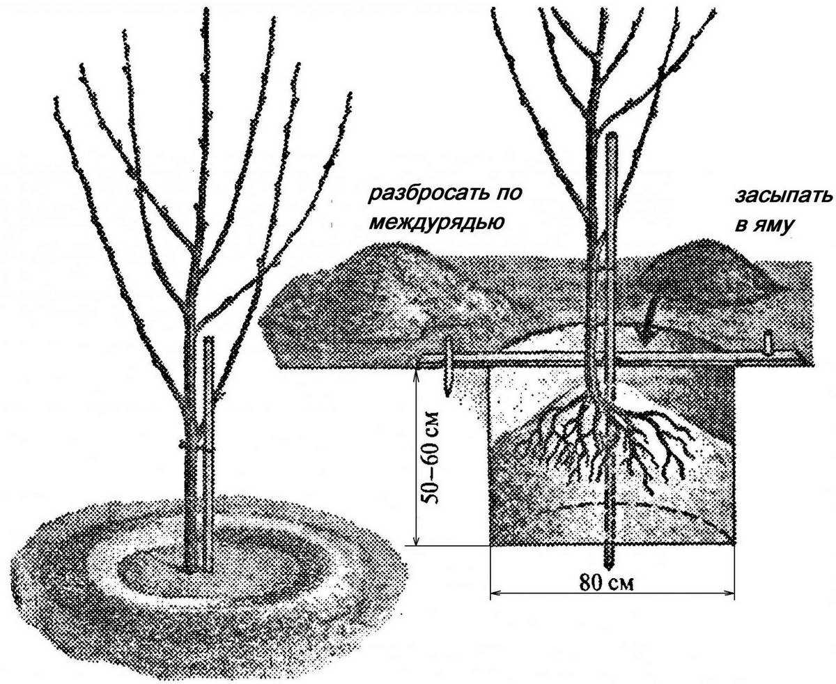 Посадка деревьев и кустарников. рекомендации и правила