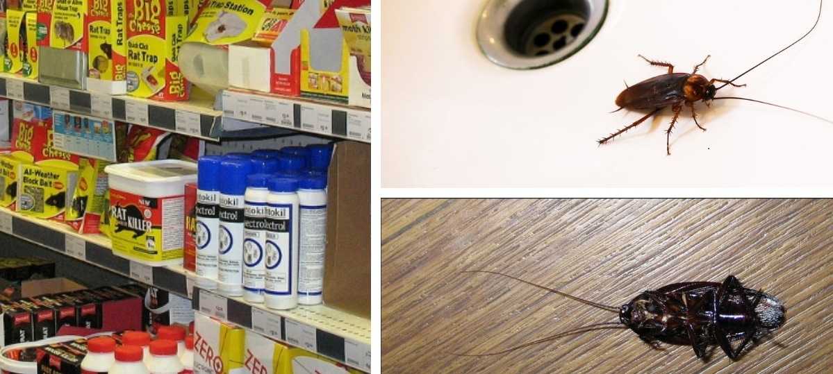 Быстро, эффективно и навсегда: как избавиться от тараканов в квартире