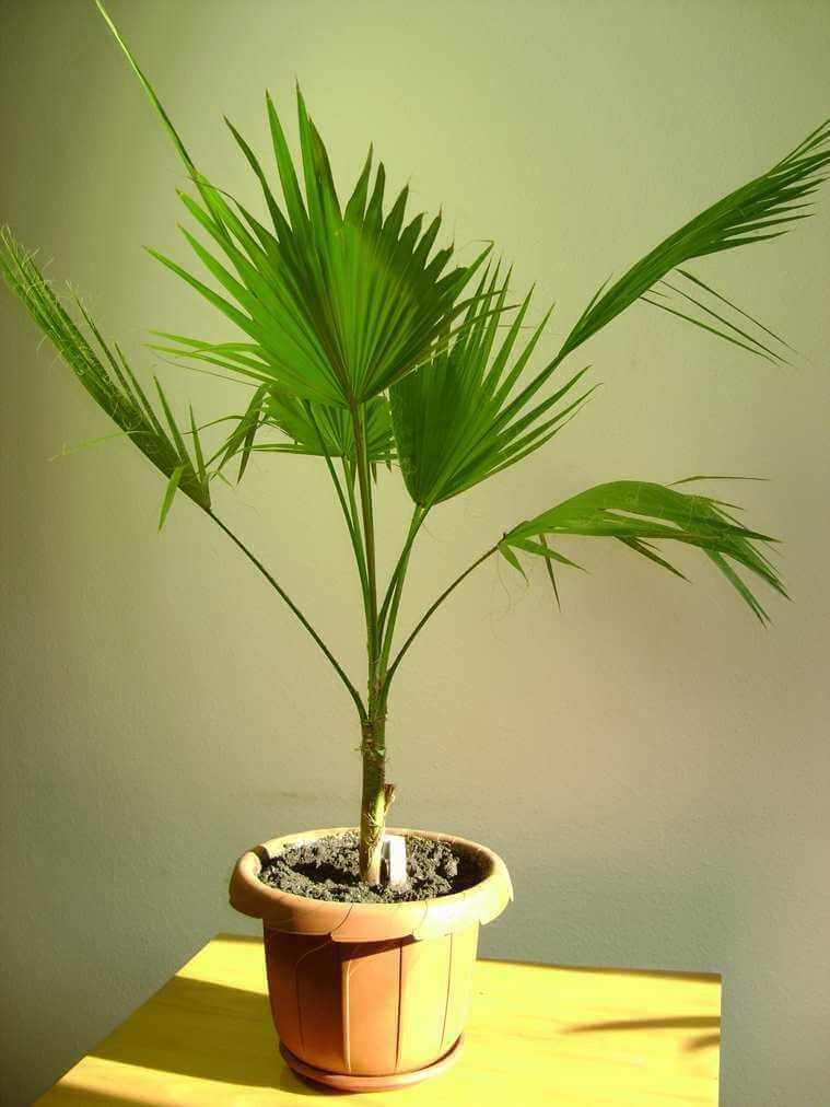 Пальмы комнатные фото и название пальмы