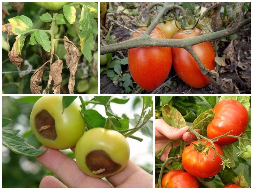 Все болезни томатов: фото, меры борьбы, препараты