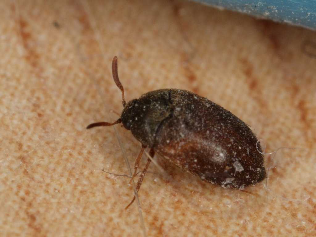 Кожеед в квартире: фото и описание жука, способы избавления от вредителя