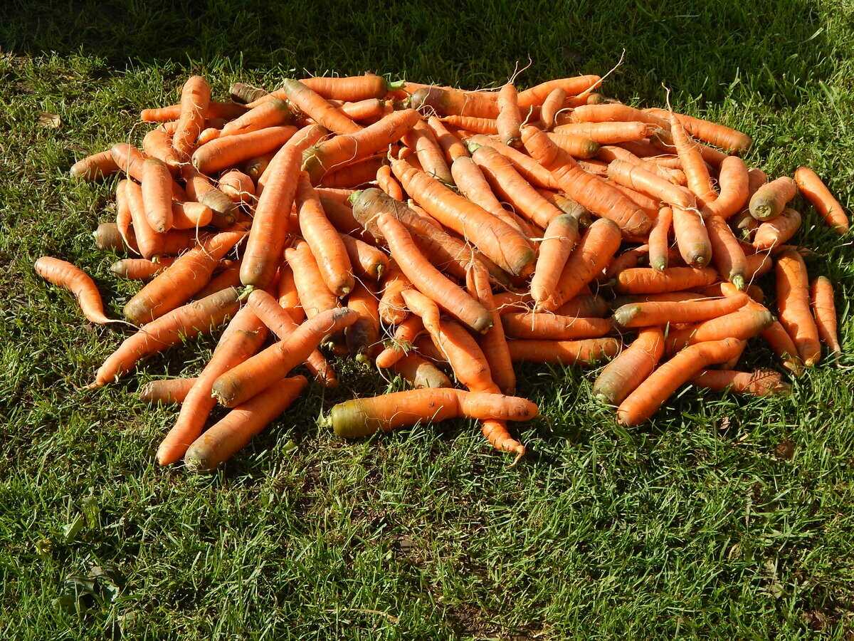 [инструкция] как хранить морковь: описание 12 способов