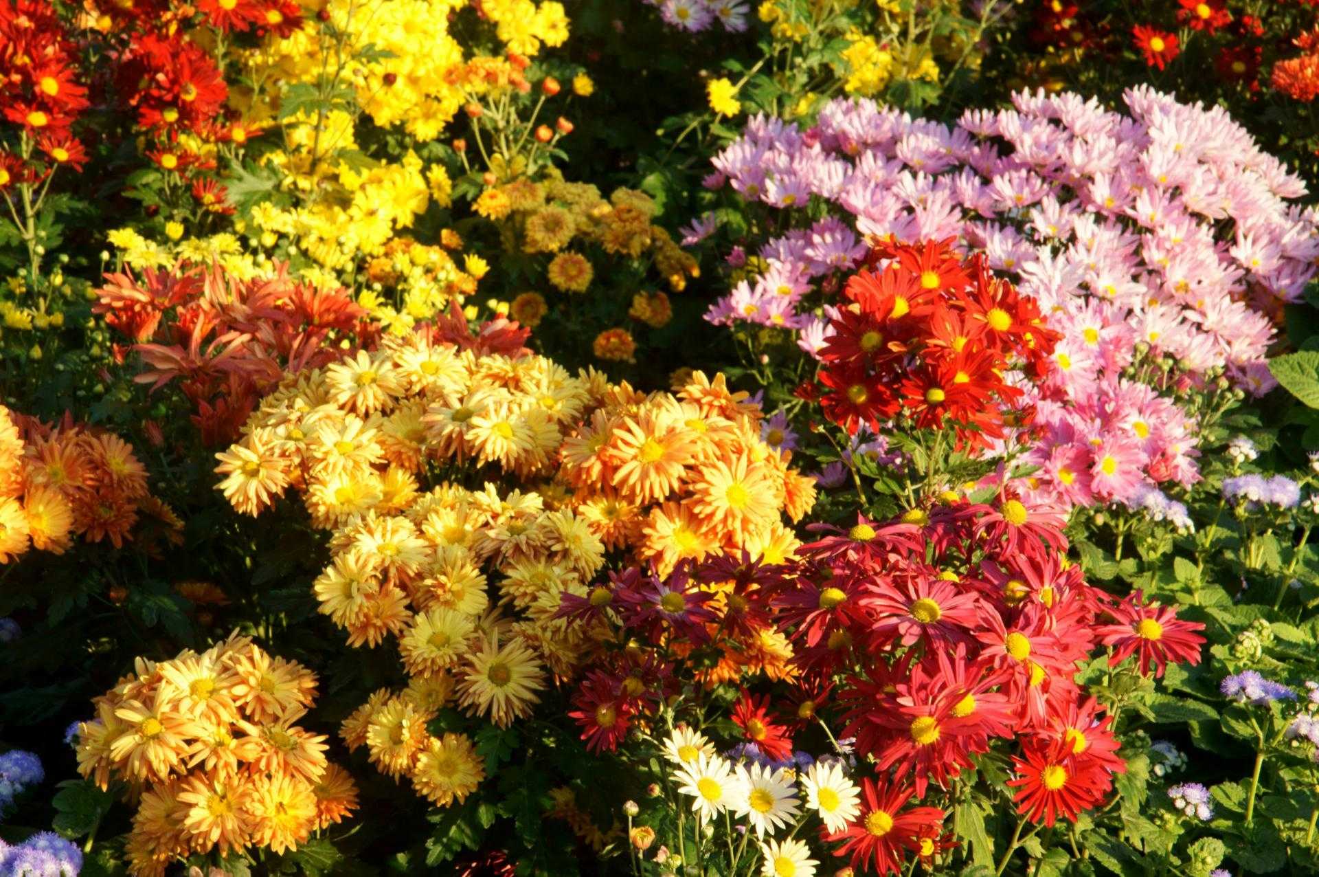 Агростемма, хризантема, иберис и другие яркие и неприхотливые цветы, которые будут украшать сад осенью и продержатся до первых холодов