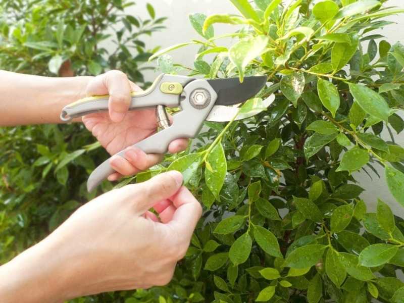 Как обрезать комнатные растения? — ботаничка.ru