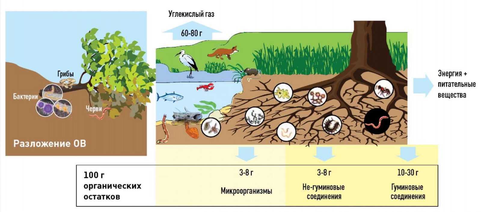Роль бактерий в почве. Почвенные микроорганизмы схема. Микроорганизмы в почве схема. Почва схема. Разложение органики в почве.