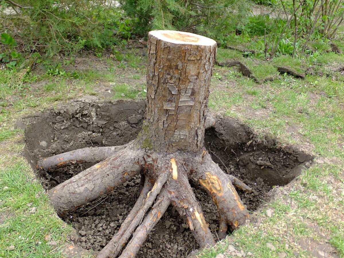 Как избавиться от пеньков деревьев на своем участке: подробное описание четырех проверенных методик