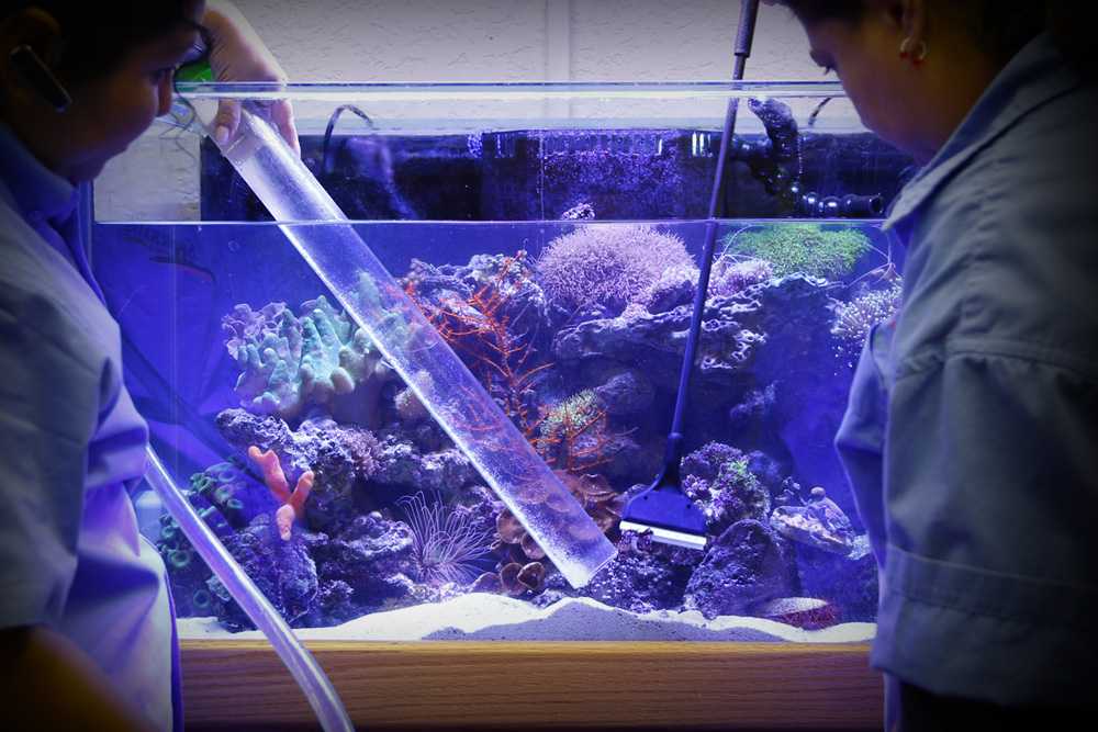 Как чистить аквариум?