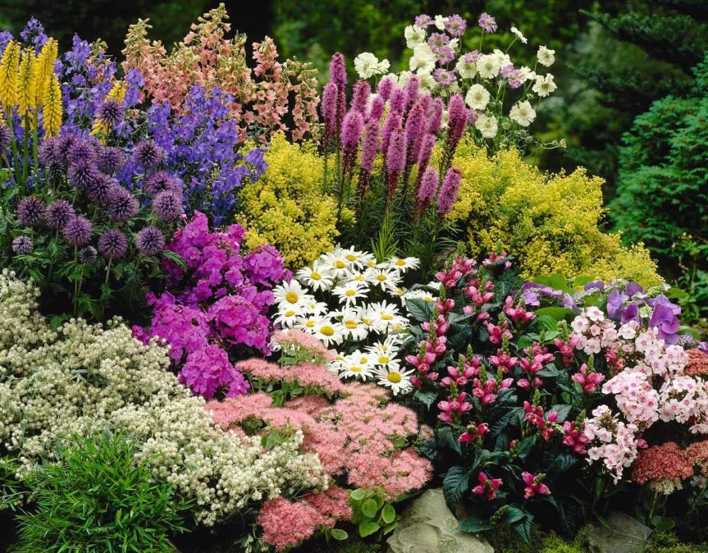 Многолетние цветы для дачи: фото, название, описание