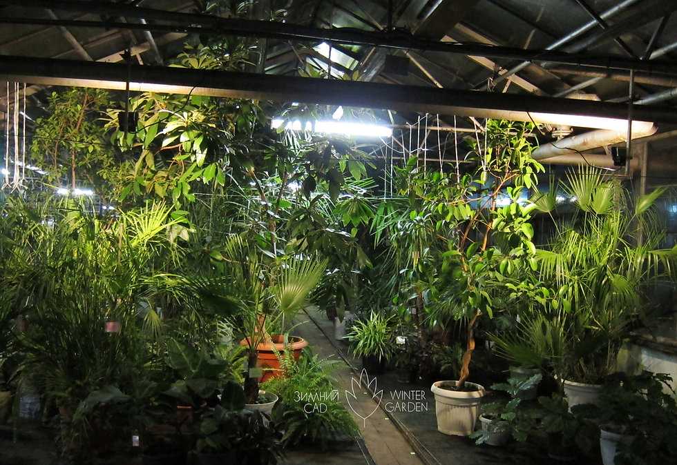 Комнатные растения из тропиков - топ-5 с фото и названиями