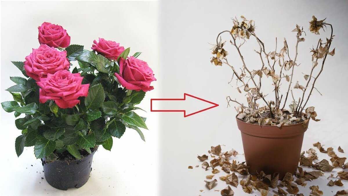 10 растений, которые лучше не полить, чем перелить. уход в домашних условиях. фото — ботаничка.ru